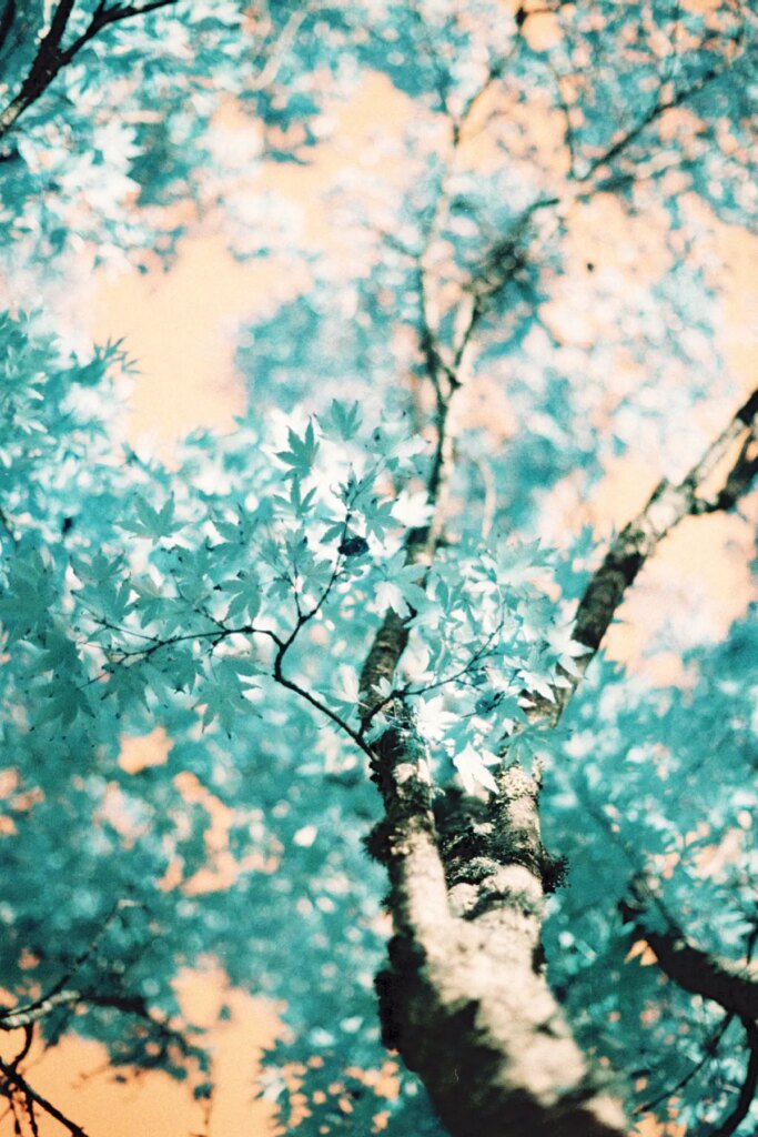 Bright yellow tree in Bute Park, Cardiff with the Canon Rebel K2 and Turquoise