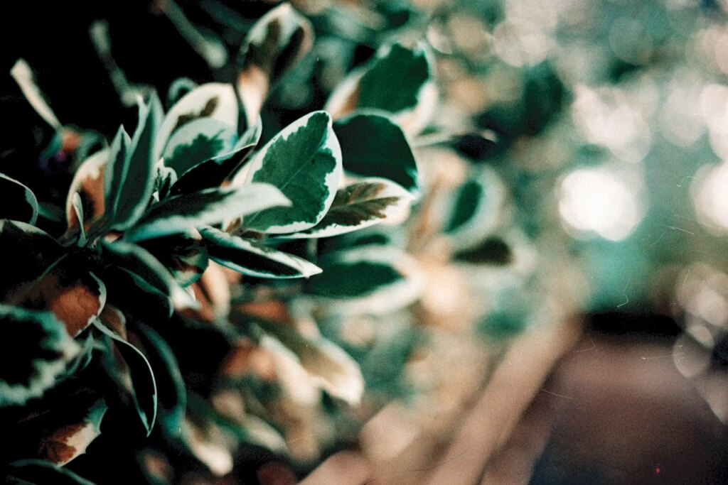 Green leaves photographed on the Canon Rebel K2 and LomoChrome Turquoise