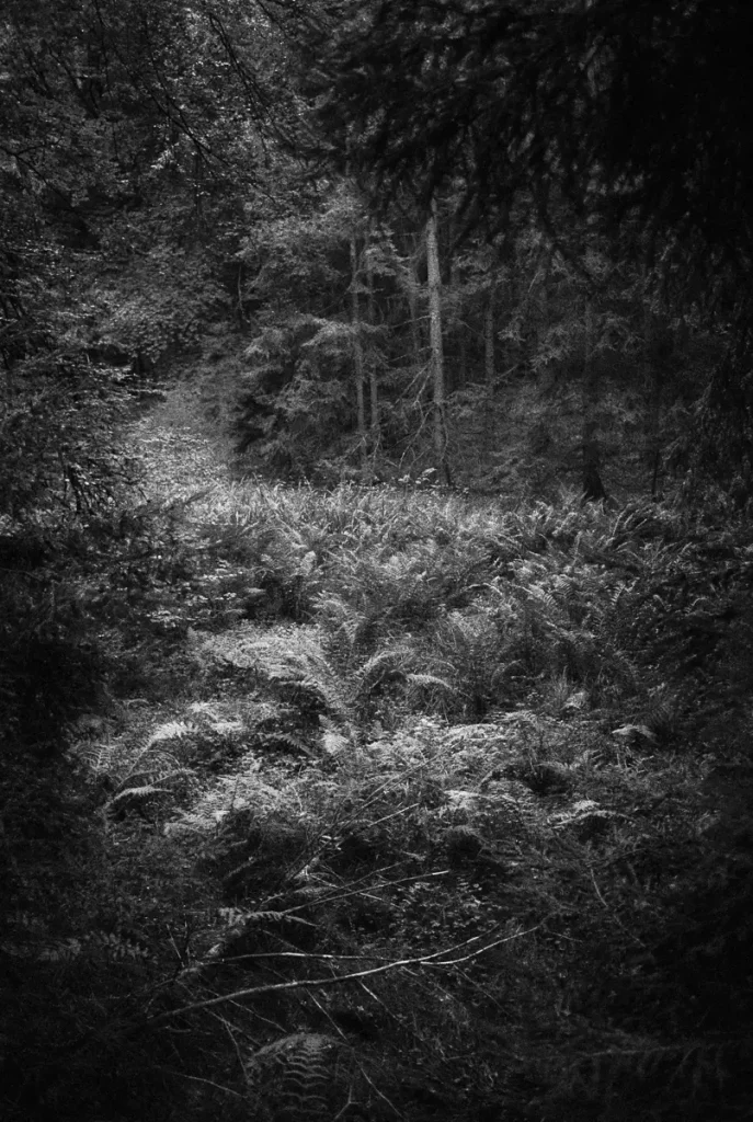 An abandoned carp pond, overgrown with ferns.