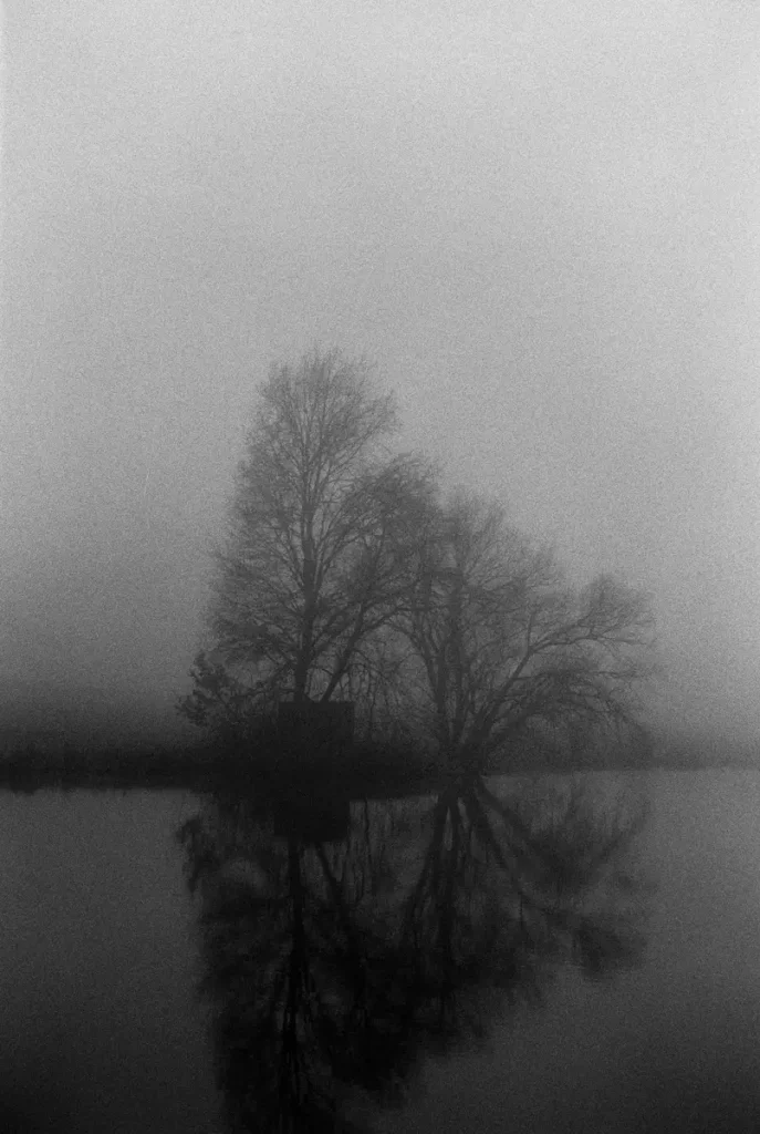 A pair of trees in the fog is reflected in the pond.