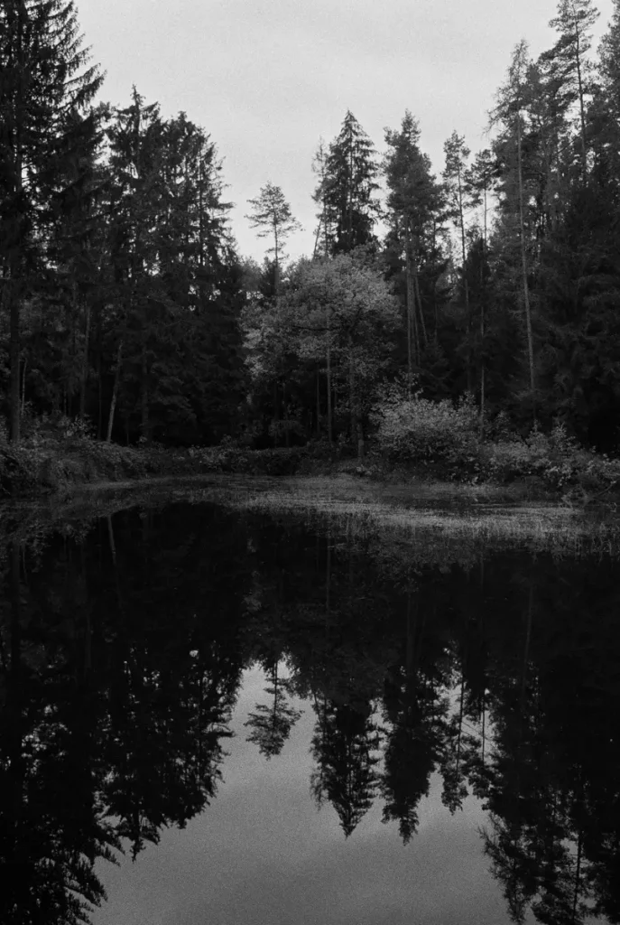 Trees and bushes reflected in the water as in a Rorschach picture. 