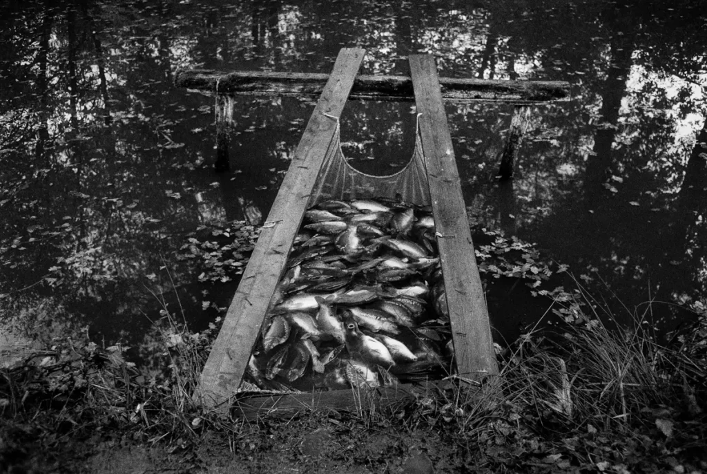 A lot of carp watered in a net in the pond.