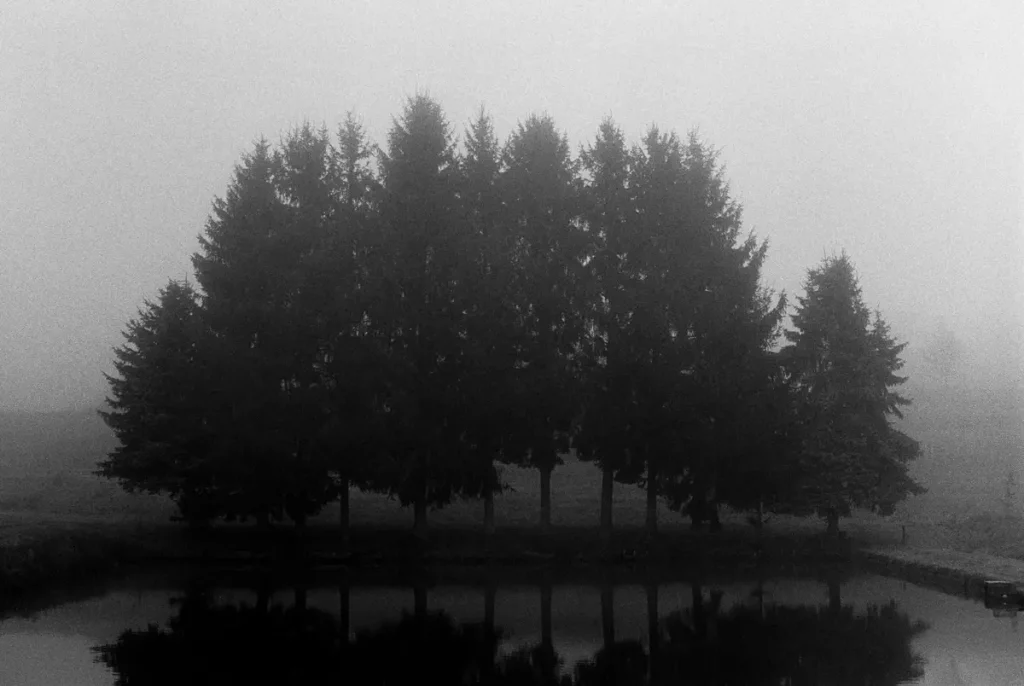 A symmetrical group of trees in a pond area.