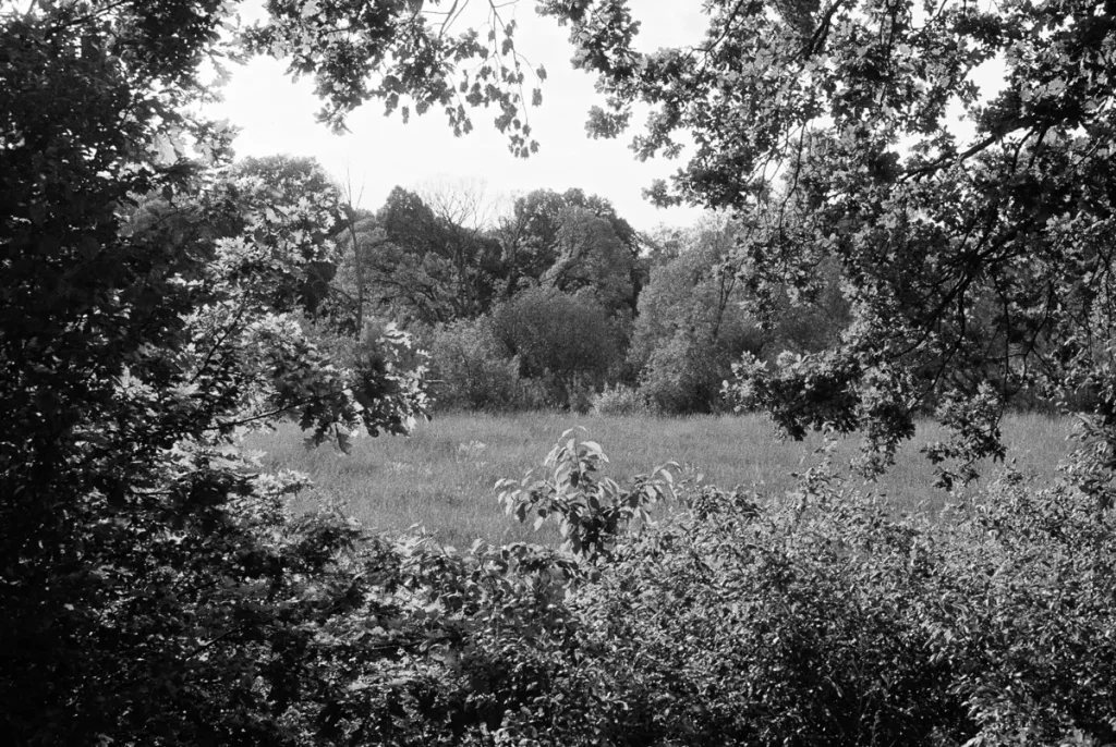 A summer meadow framed by foliage