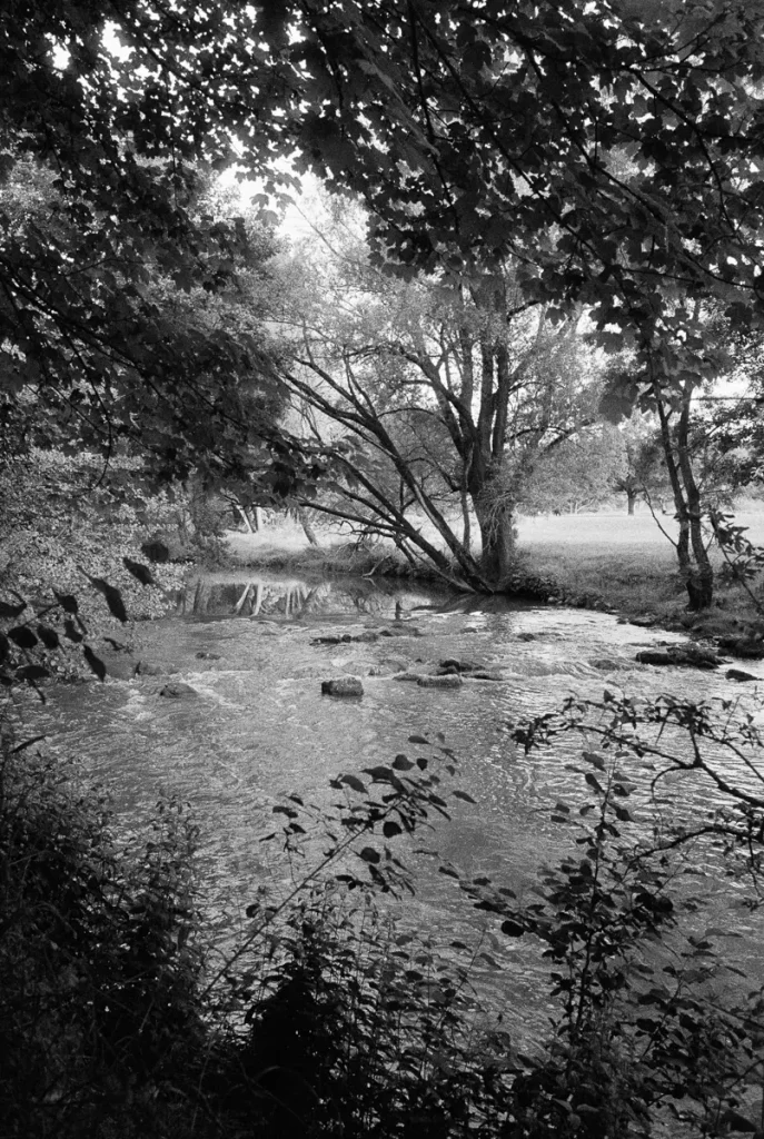 The river Aisch, framed by foliage