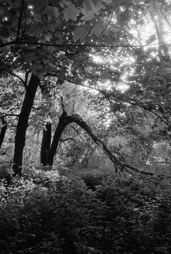 A broken tree trunk in the shape of an arch