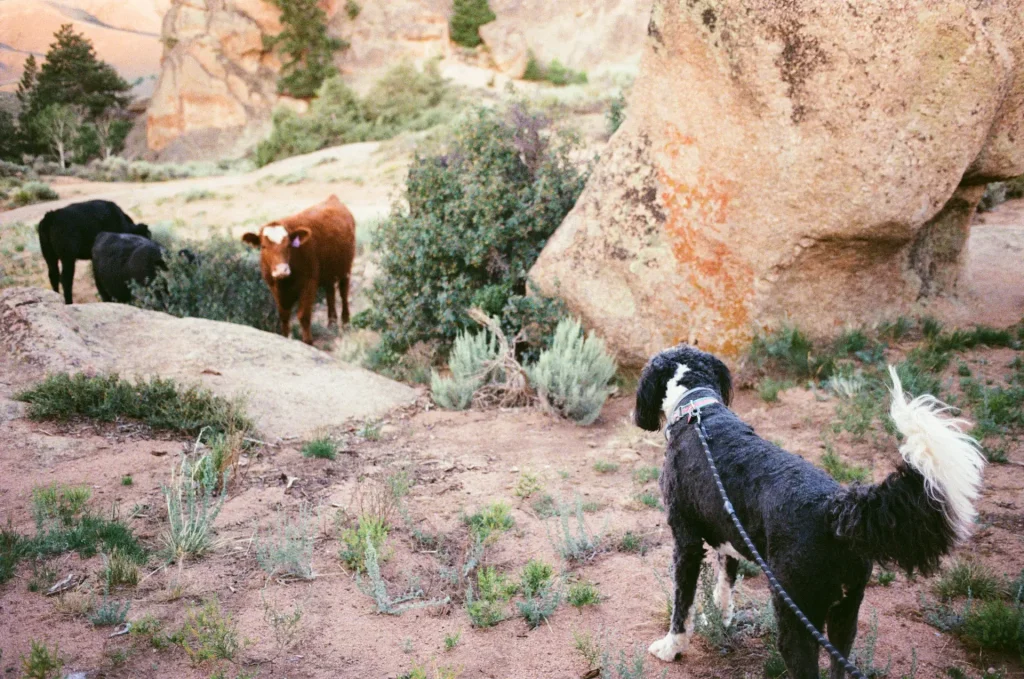 Poppy doesn't really like cows