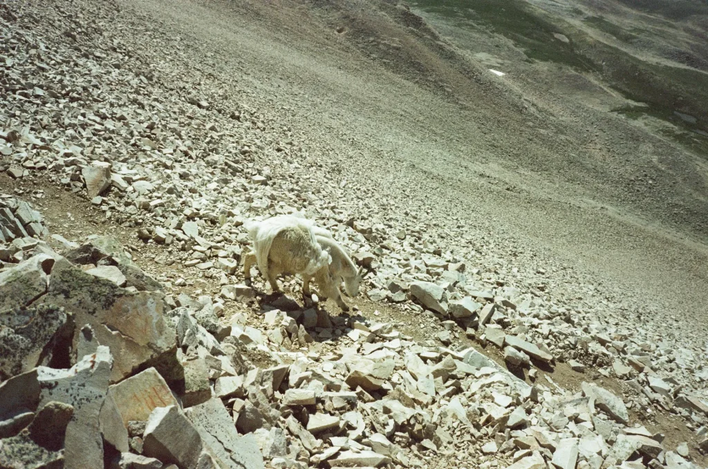 Mountain Goat at 14,000ft