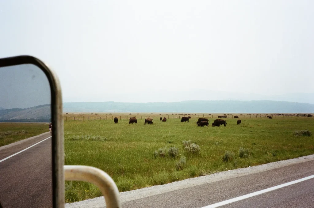 Bison, roadside in Grand Tetons National Park