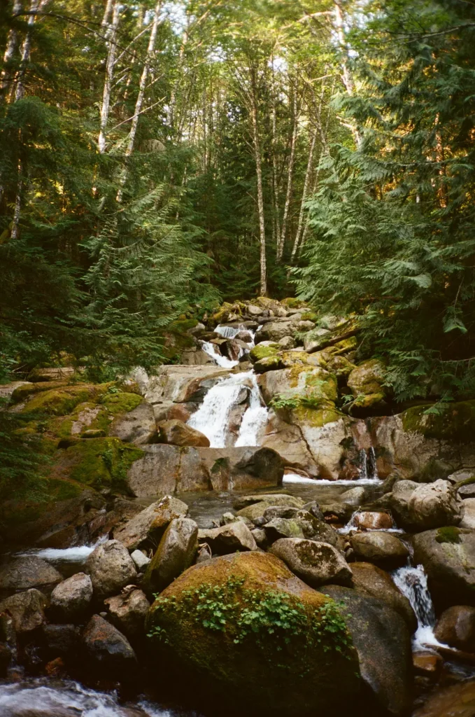 Waterfall in Washington Forest