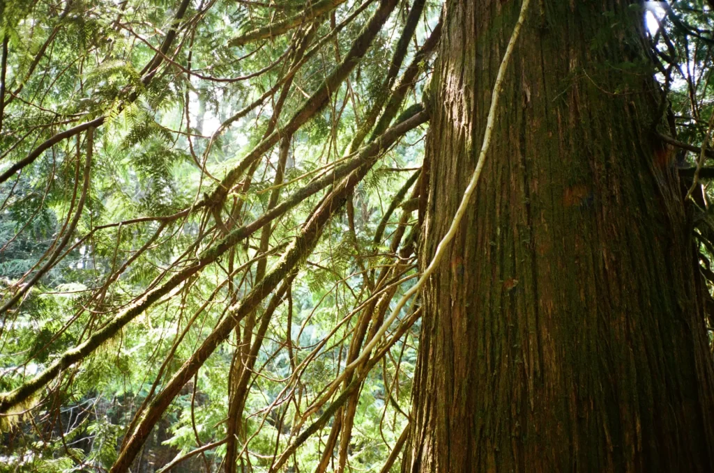 Giant Cedar Tree, Quinault Rainforest