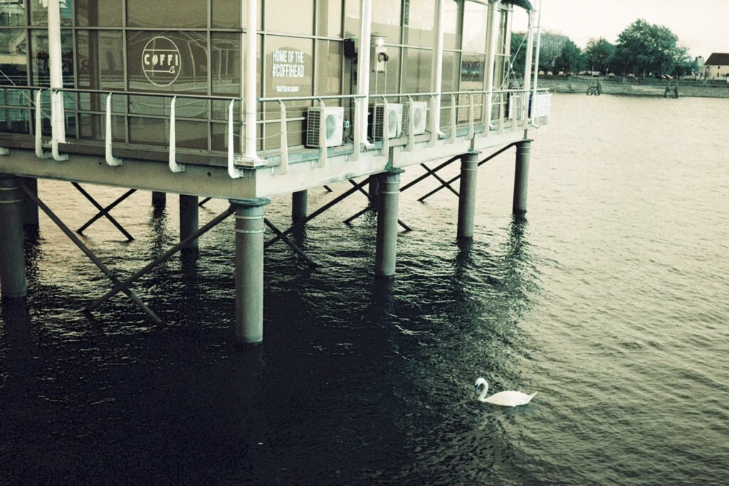 Cardiff Bay Swan on the Leica CL and Turquoise