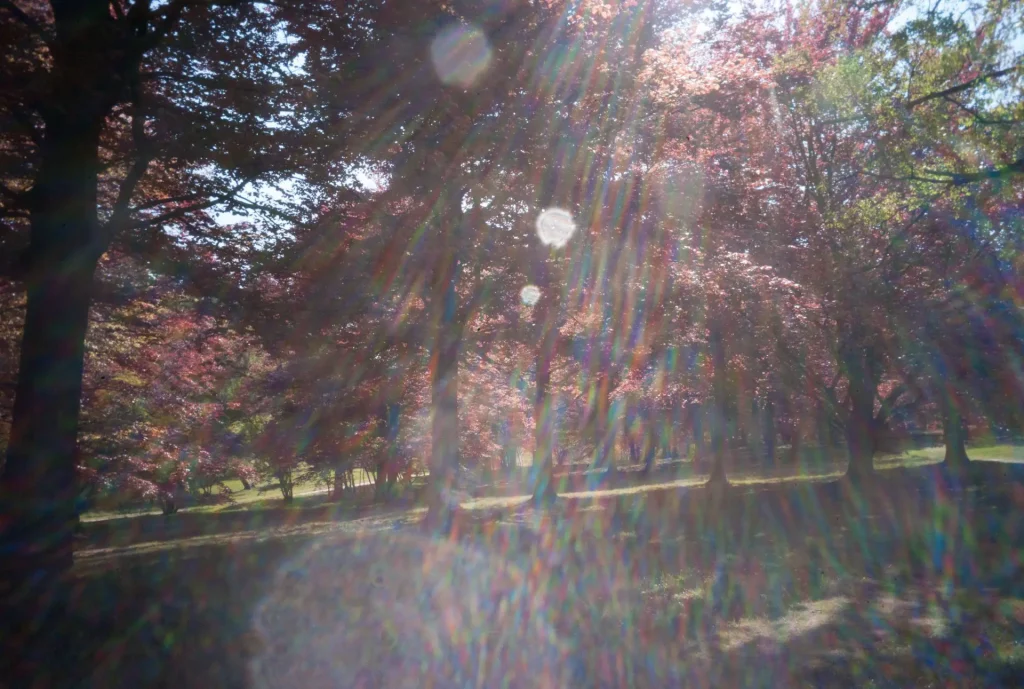 Konica Hexagon 17mm Example of lens flare