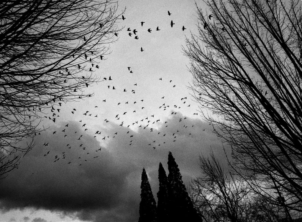 Birds flying across a cloudy sky