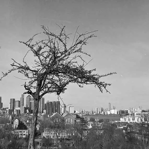 View of River Thames from Greenwich Park