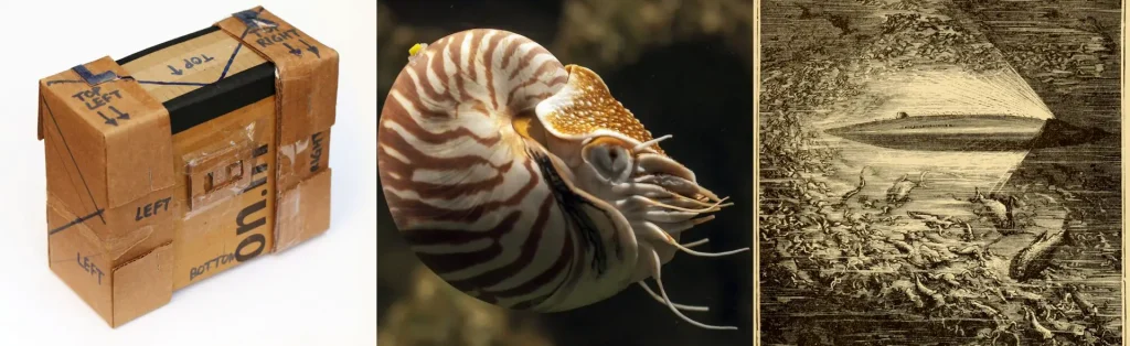 three nautiluses