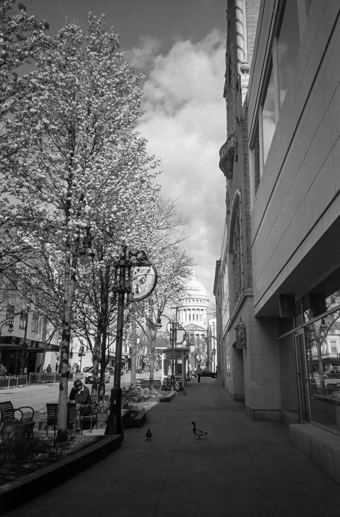 Photo of ducks on State Street in Madison, WI.