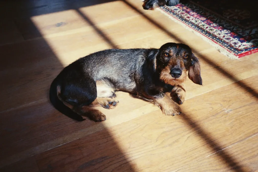 dog lying on wooden floor in sunlight