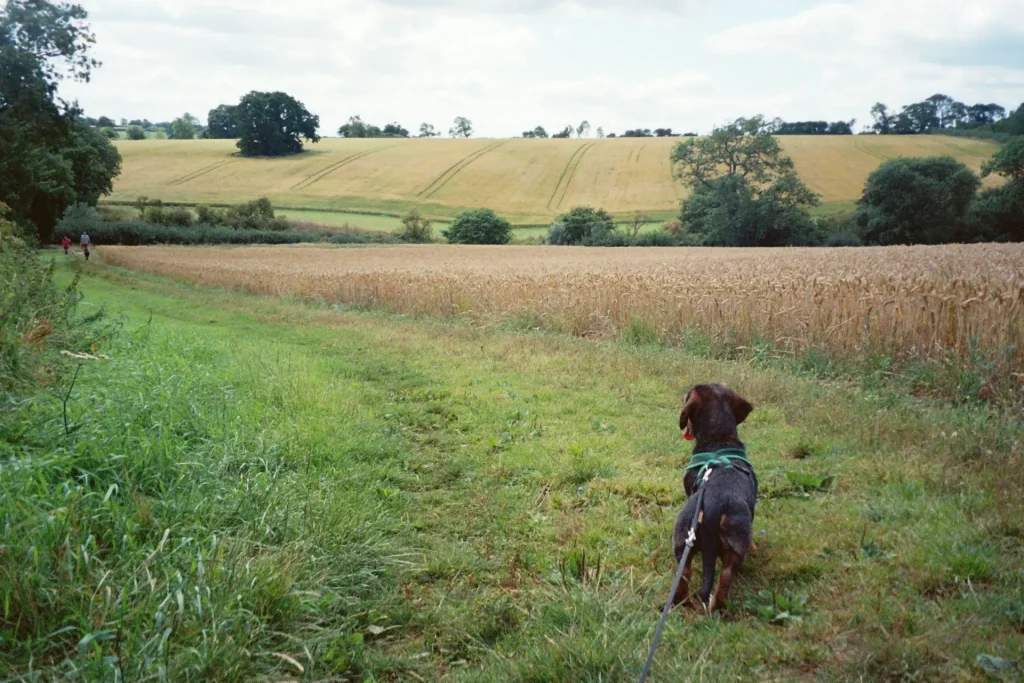 landscape of crop fields with dog in foreground