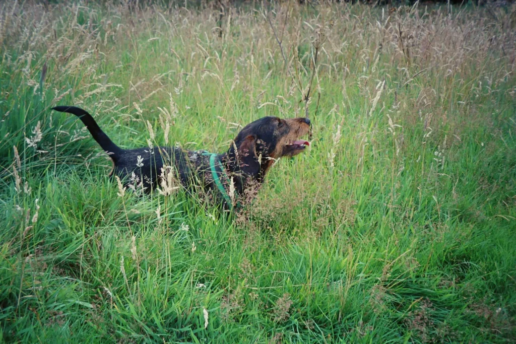 dog in long grass