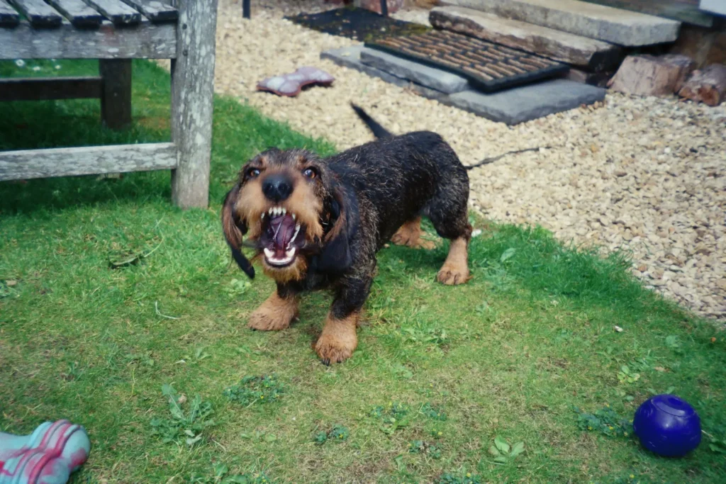 dog barking at camera