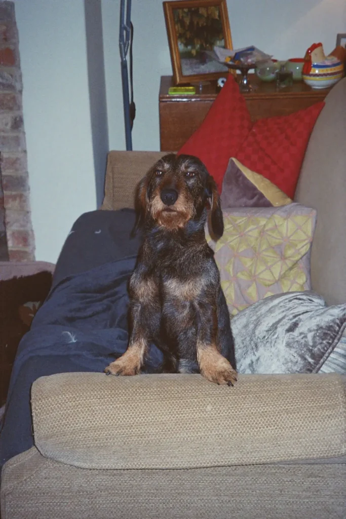 dog sitting pompously on sofa arm