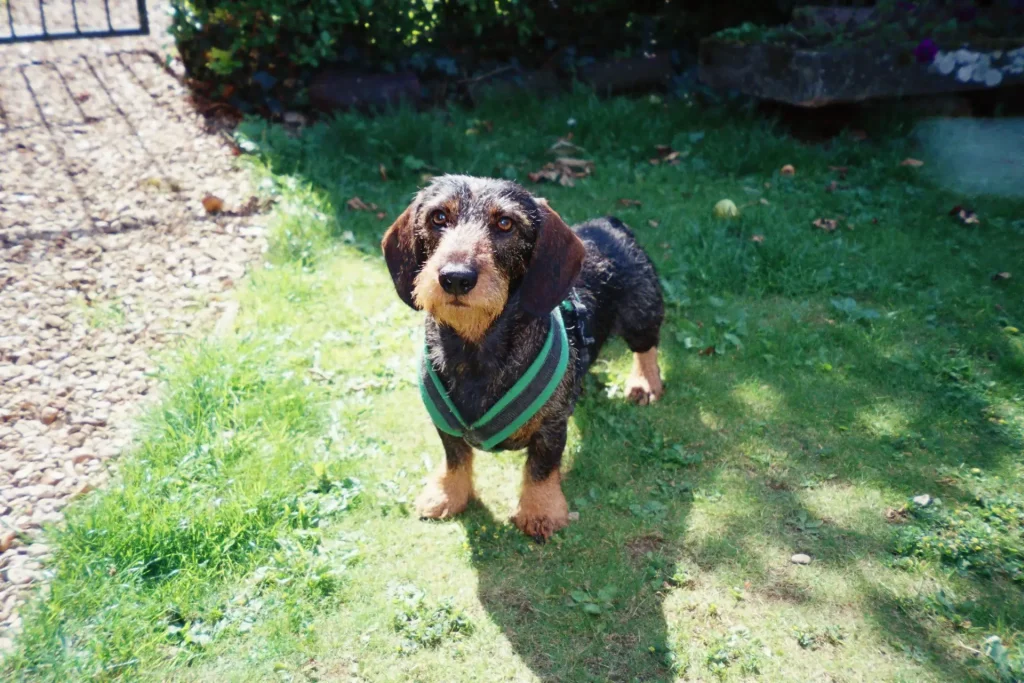 handsome dog looking handsome