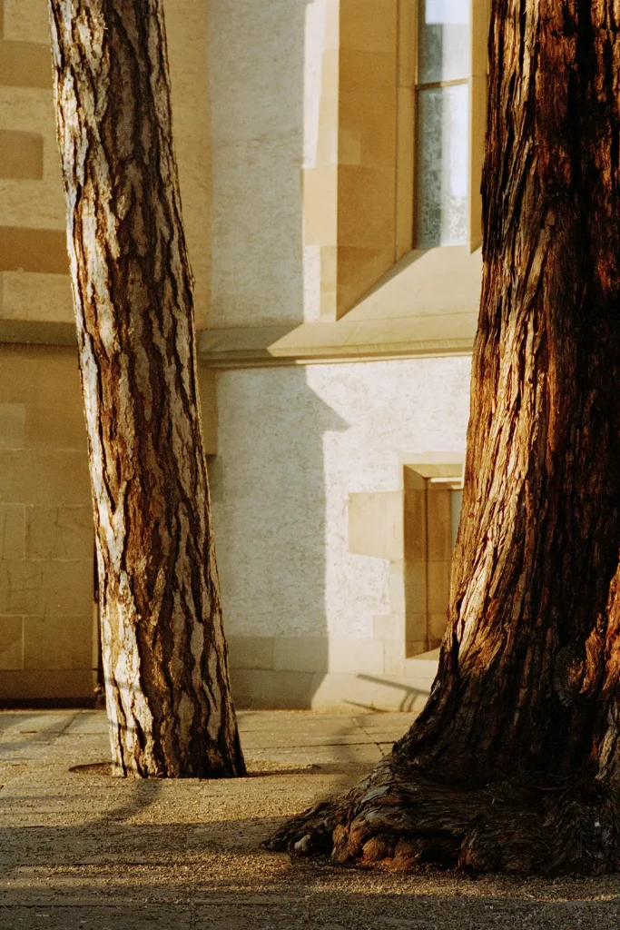 Two trees in front of a building