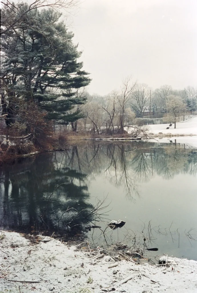 Pond next to pine trees