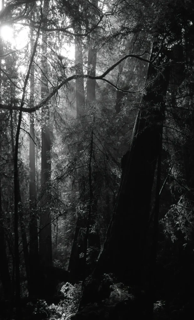 sostaric_muirwoods2