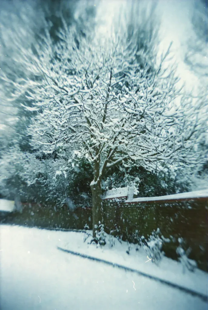 Snow on tree