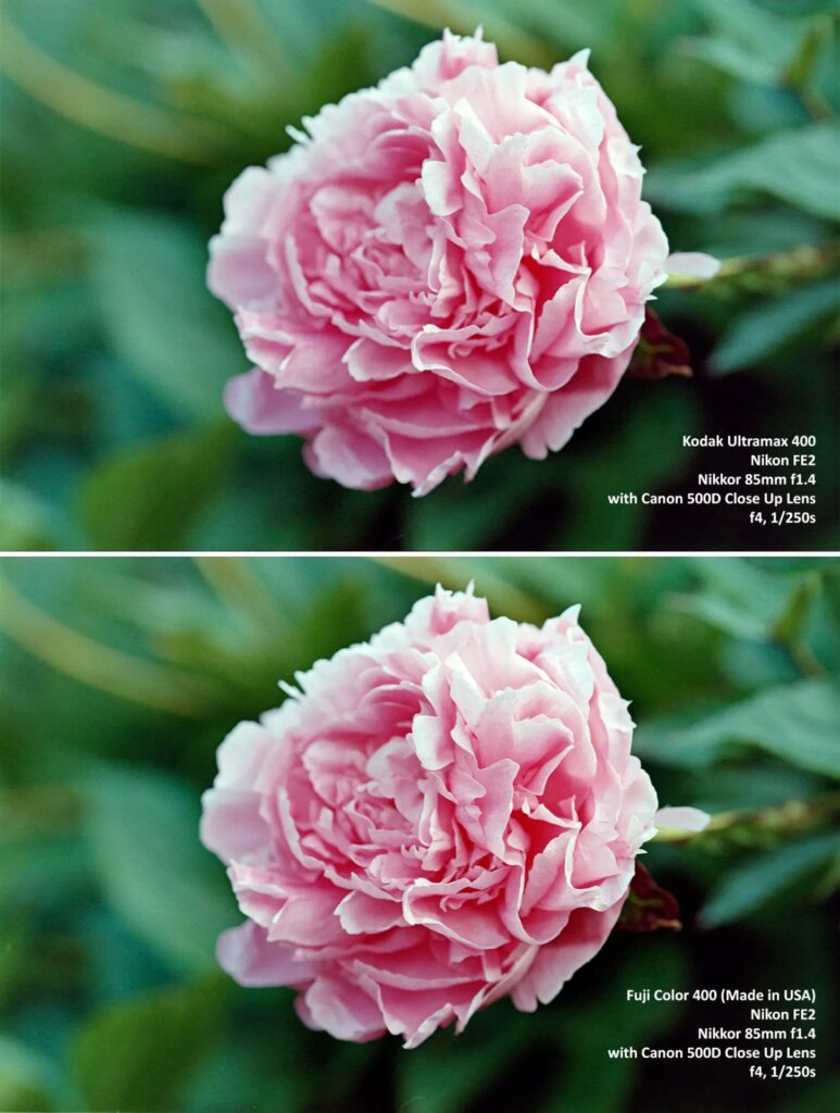 ultramax - fujifilm400 comparison, flower
