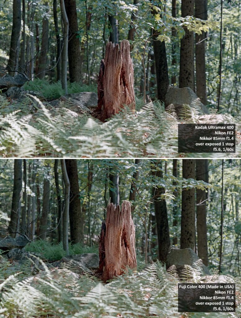 ultramax - fujifilm400 comparison, tree stump