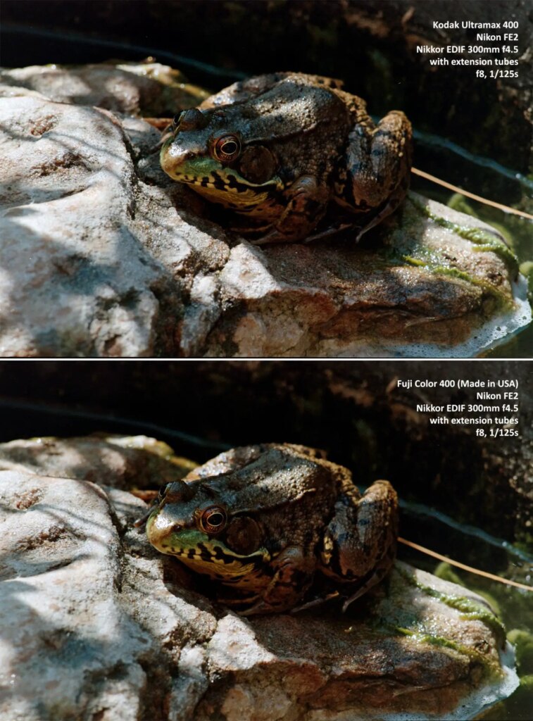 ultramax - fujifilm400 comparison, frog