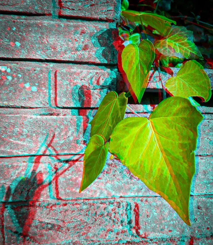 Red-cyan anaglyph of ivy, taken with a smartphone and processed with an app