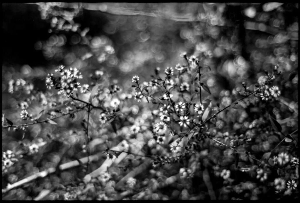 Wildflowers along the Reedy River in Greenville, South Carolina. Nikon FG, Nikon Zoom 75-150 f/3.5 with polarizing filter. Exposed for 1 sec. at f/5.6.