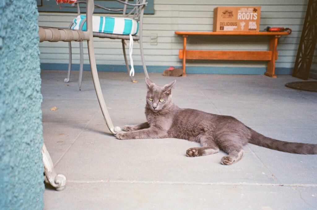 Carbo the grey cat