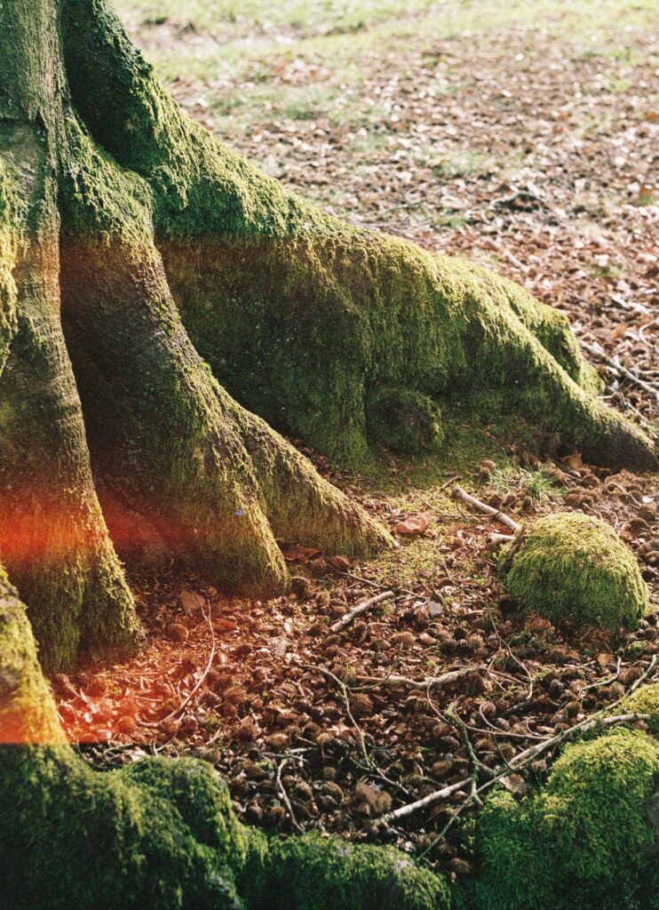 Tree trunk covered with moss