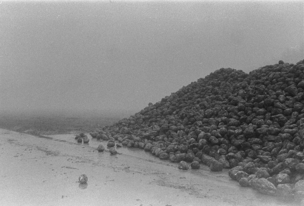 Harvested pile of beets