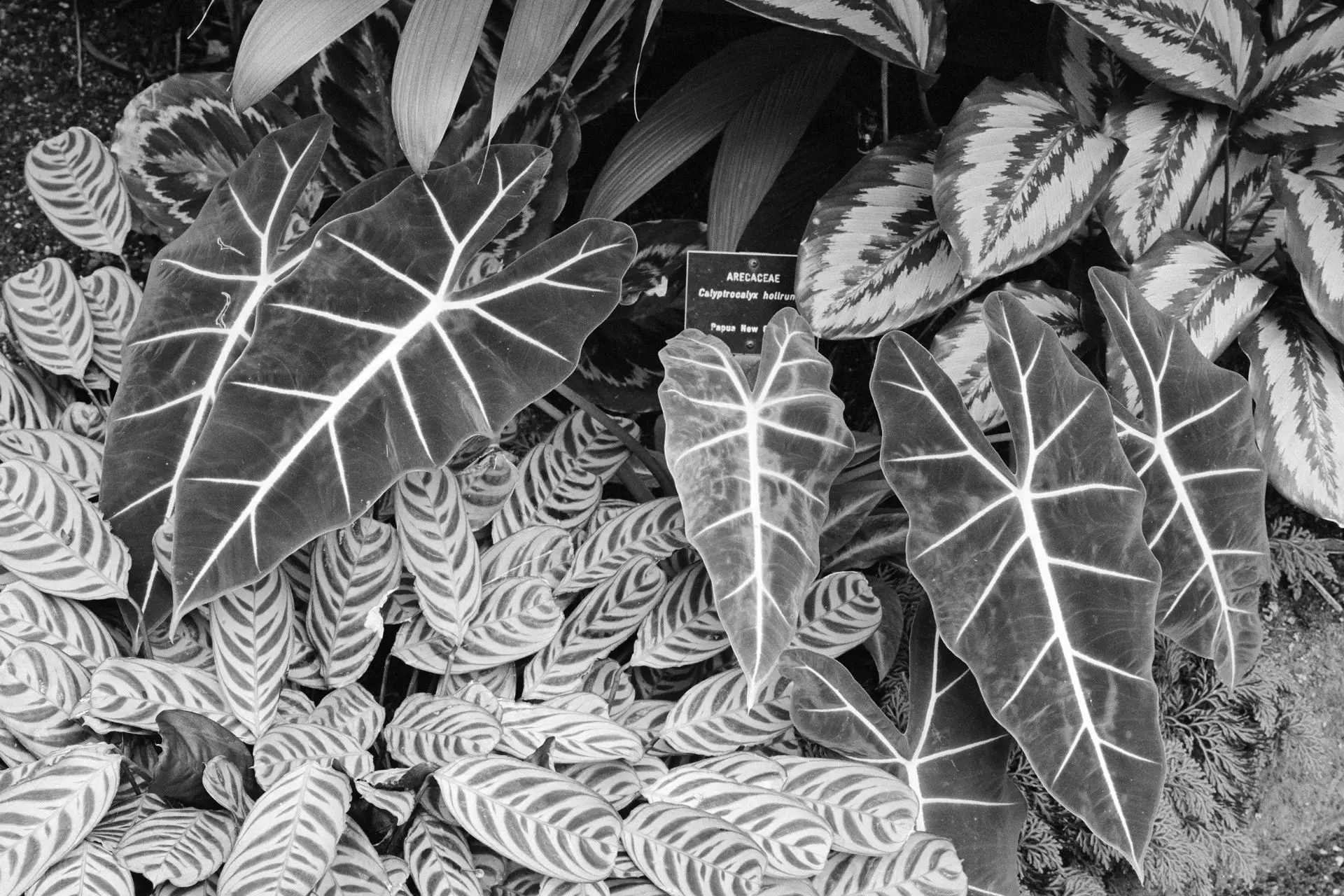 Photo of 10 Botanical Frames in Black and White – Why on Earth Would You Do It?