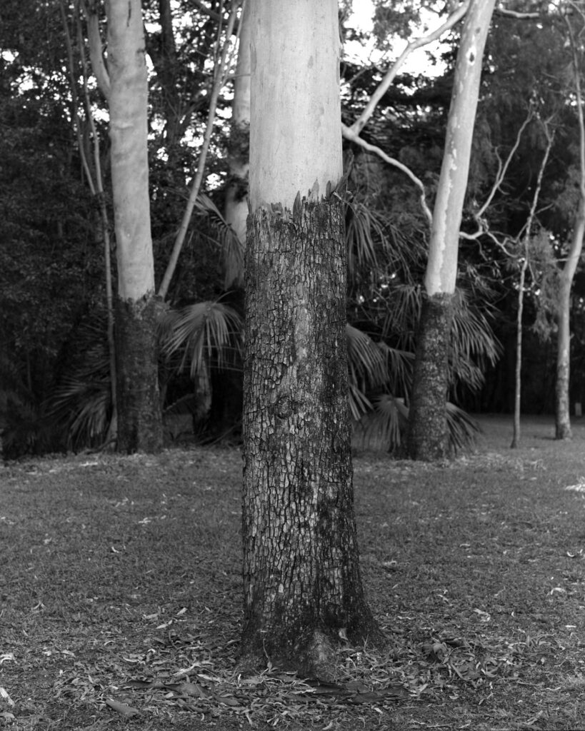 Corymbia tessellaris