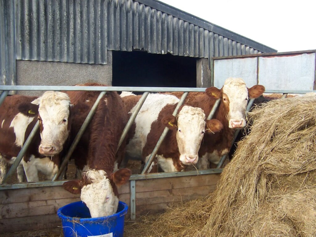 cows eating silage