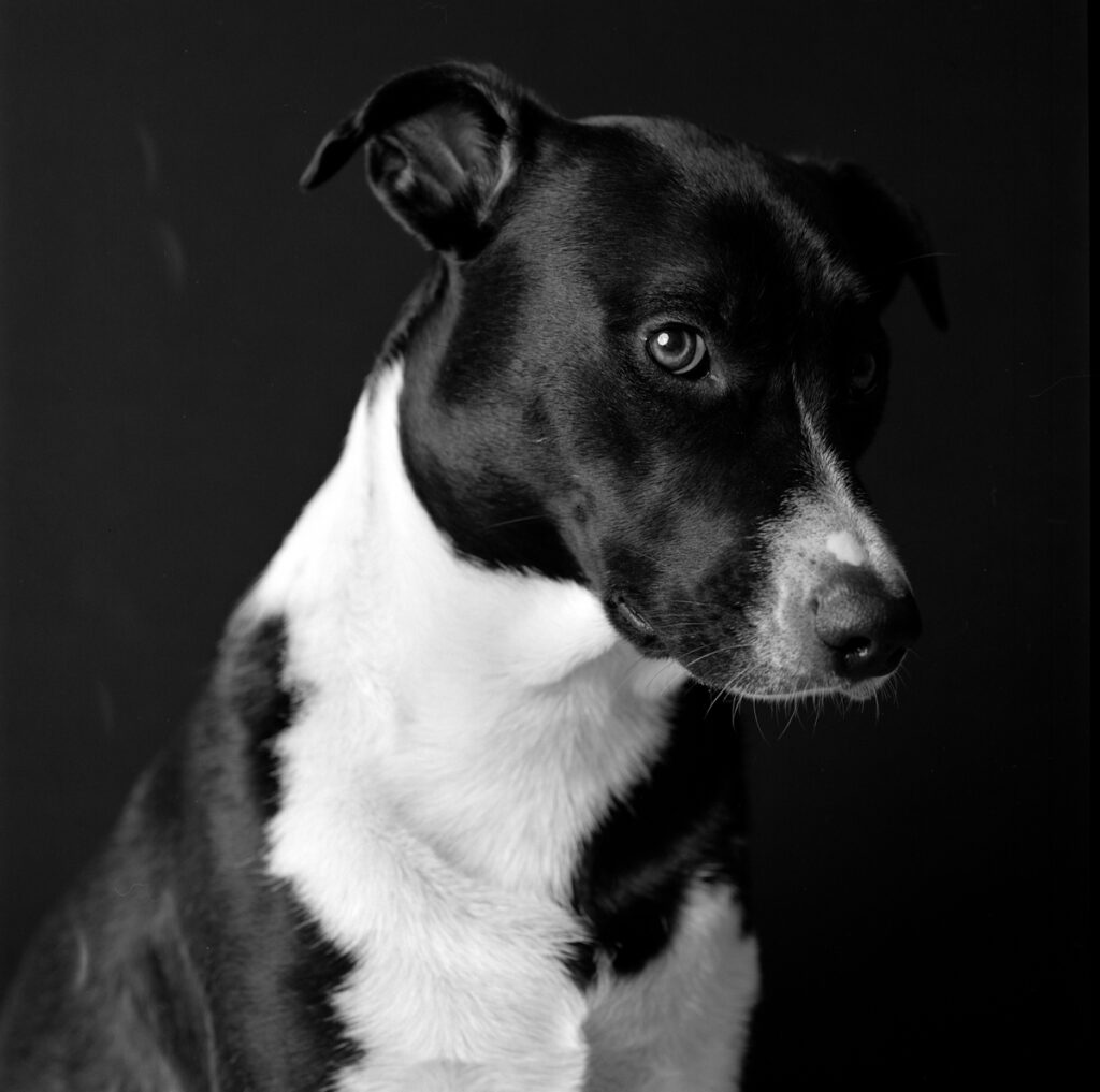 Black and white dog photograph captured by Ted Smith Photography