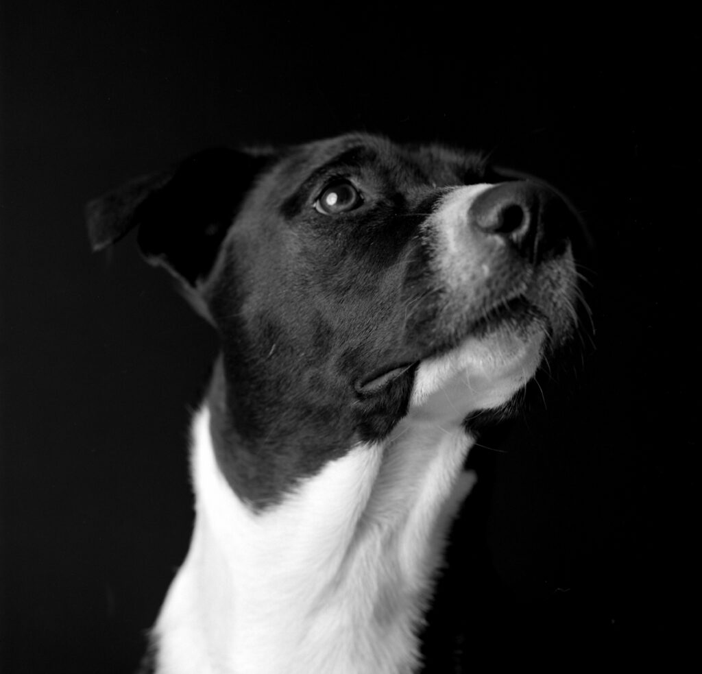 Black and white dog photograph captured by Ted Smith Photography