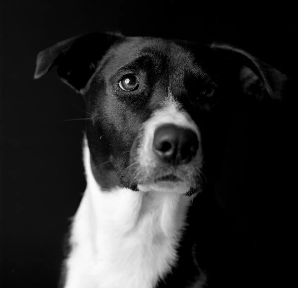 Black and white dog photograph captured by Ted Smith Photography