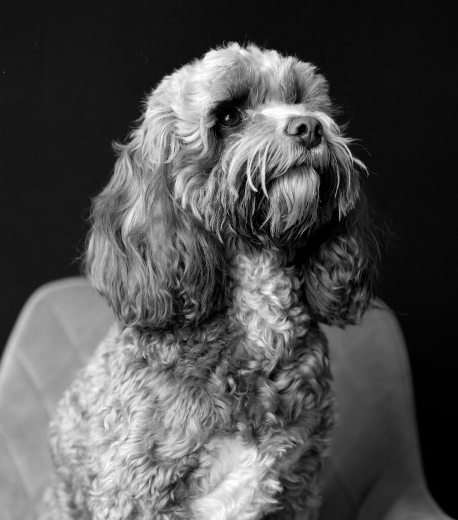 Portrait photograph in black and white of a cockapoo by Ted Smith Photography