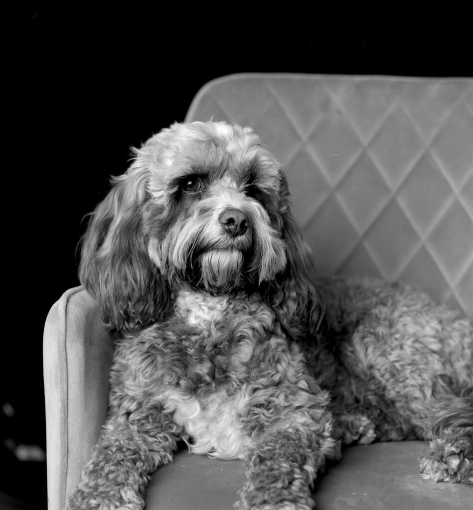 Portrait photograph in black and white of a cockapoo by Ted Smith Photography