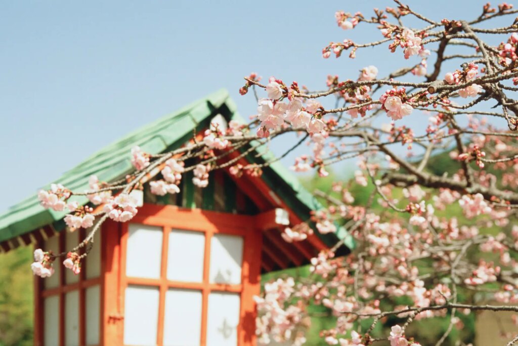 Sakura Blossoms, Kyoto 2023