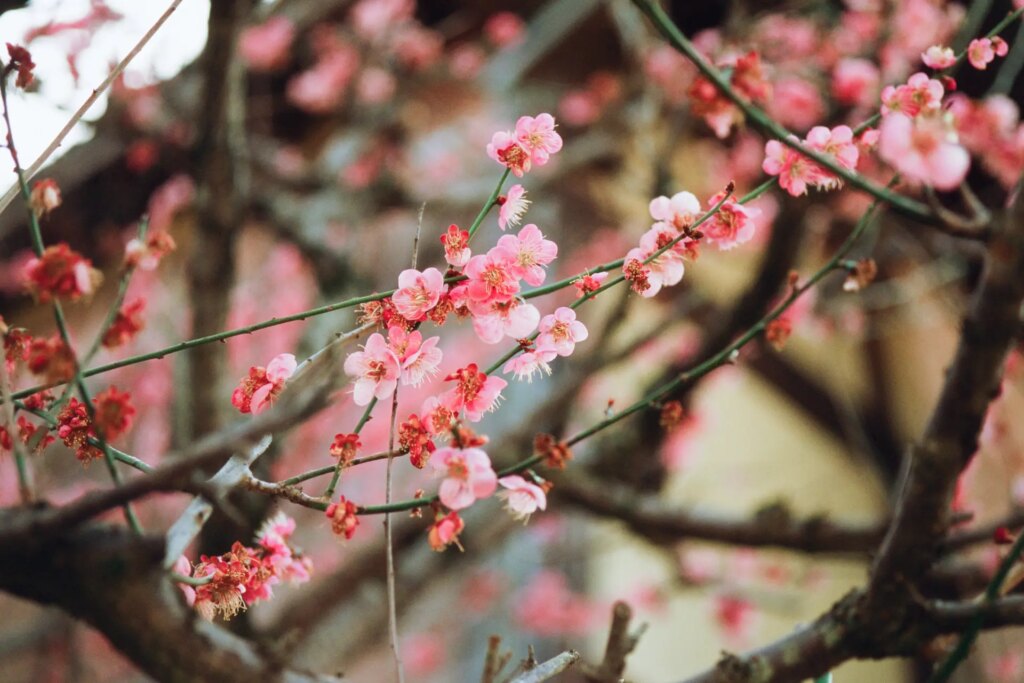 Ume(Plum) Blossoms, Kyoto 2023