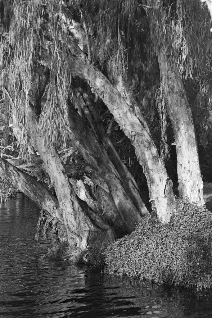 3 Melaleuca (paperbark) trees on the southern bank of the Ross River. Agfa Copex Rapid @ISO50.